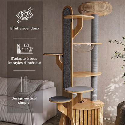 Arbre à chat - Accacia